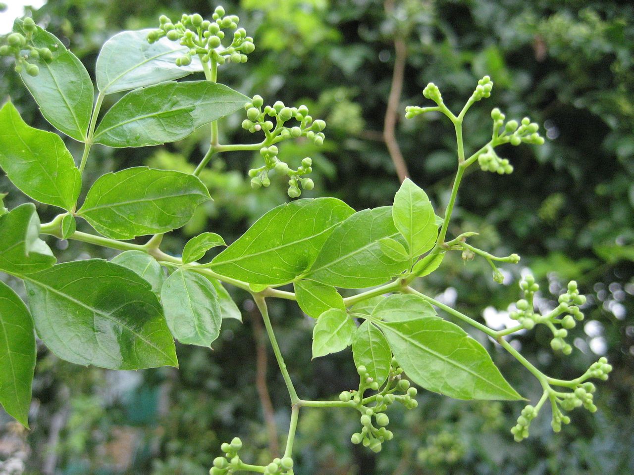  藤茶提取物（二氢杨梅素  vine tea P.E  上禾生物主打产品   二氢杨梅素 杨梅素 25-98% 