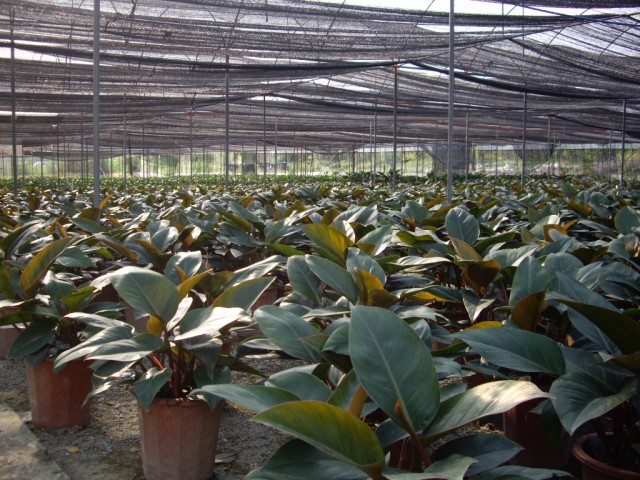 大型室内植物种植场