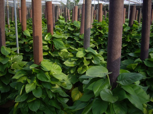 大型观叶植物种植场