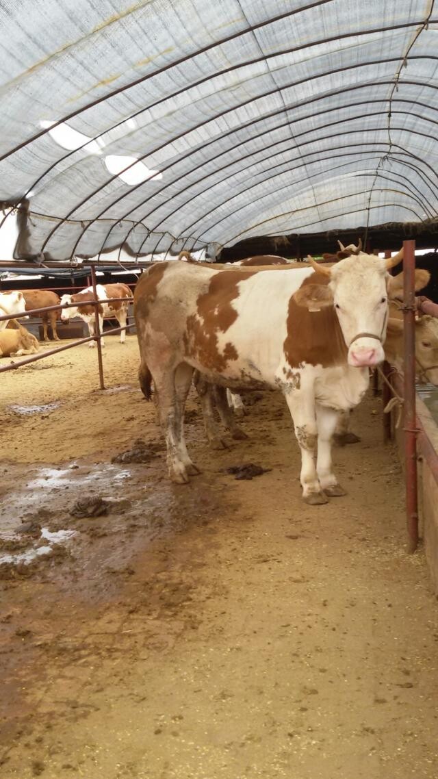 肉牛小牛价格/夏洛莱牛价格吉林喜山牧业