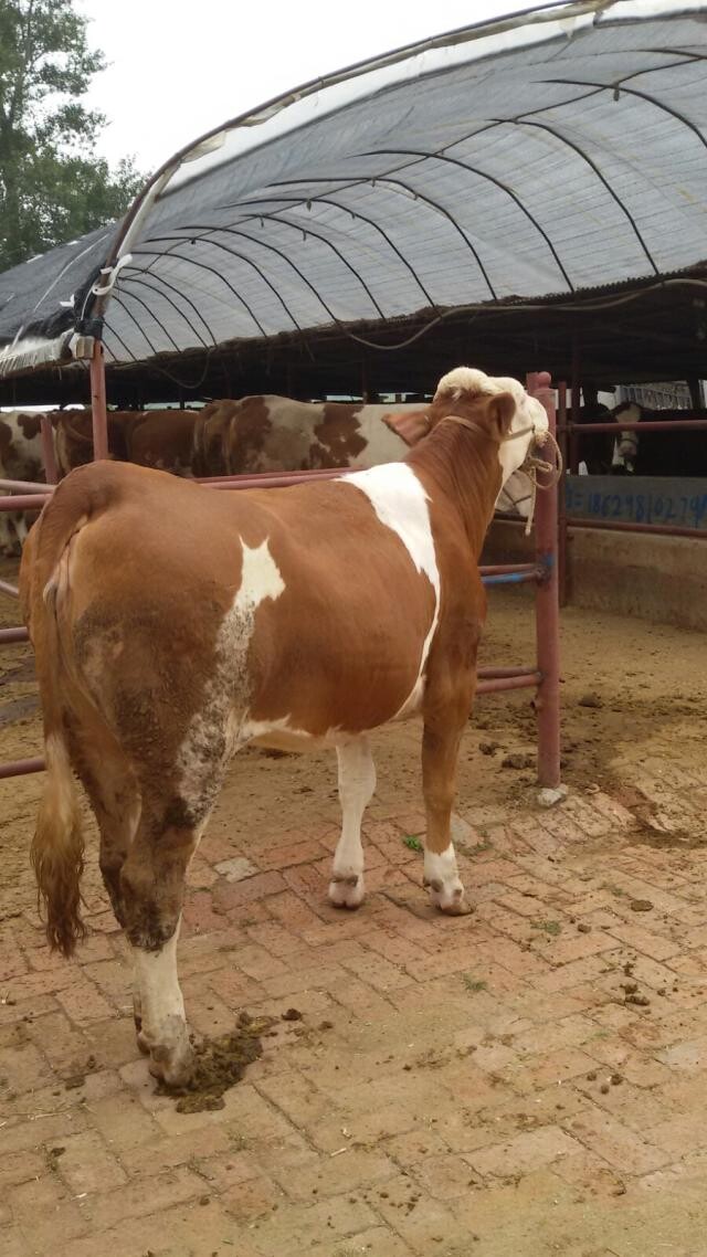 夏洛莱牛价格/西门塔尔牛肉牛吉林喜山牧业