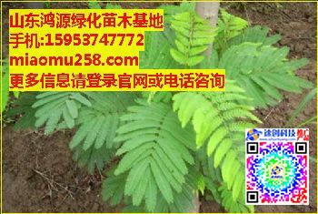 合欢树{zx1}价格,合欢树树苗价格,鸿源绿化苗木