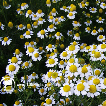 南昌西洋甘菊种子厂家批发|青岛市百草香芳香植物