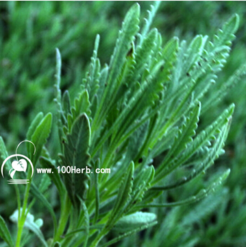 长沙哪里有卖齿叶薰衣草种苗的|青岛市百草香芳香植物