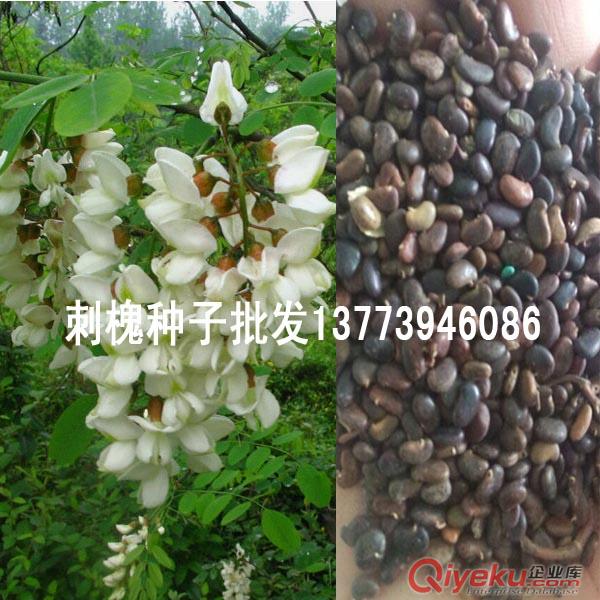 北方造林刺槐树种工矿区及荒山荒地绿化先锋树种5斤以上包邮