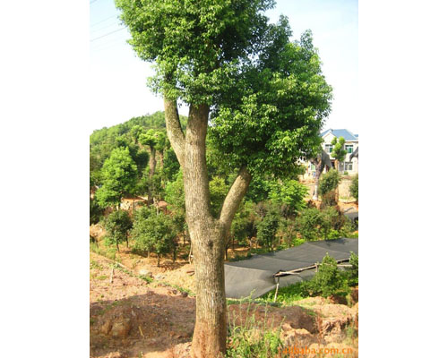 湖北香樟小苗|荆州香樟小苗种植基地|荆州香樟小苗价格