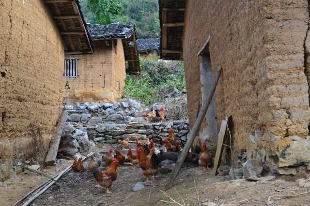 广东阳山鸡销售