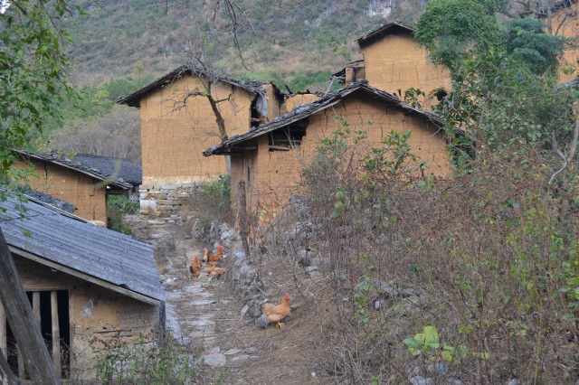 广东阳山鸡价格