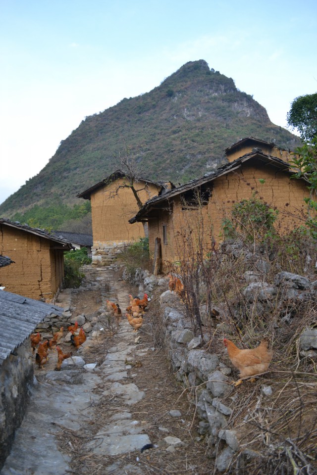 广东清远鸡哪里好