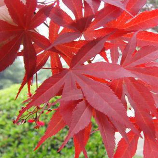 山东日本红枫\郯城县红麒麟种植