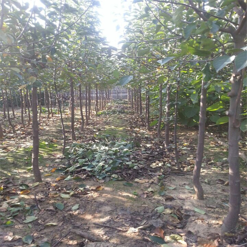 江西北美海棠种植基地/胜洁北美海棠繁育场