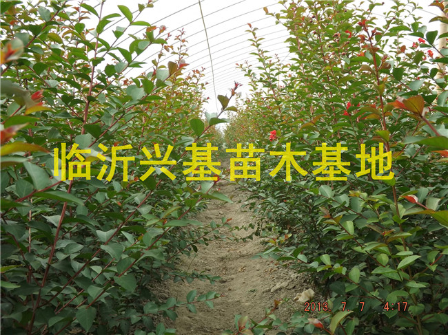 平邑红火箭紫薇小苗/兴基苗木基地