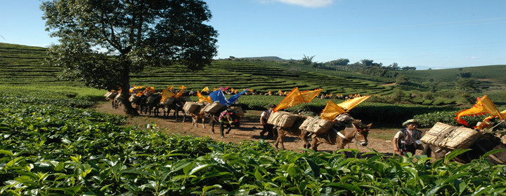 中国普洱茶