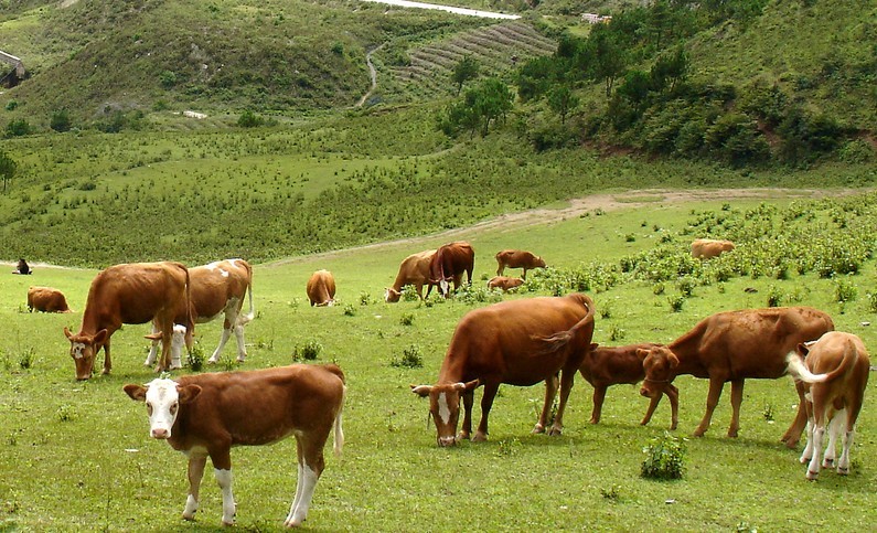 山东肉牛价格|莱州肉牛调拨中心|肉牛市场|肉牛价格