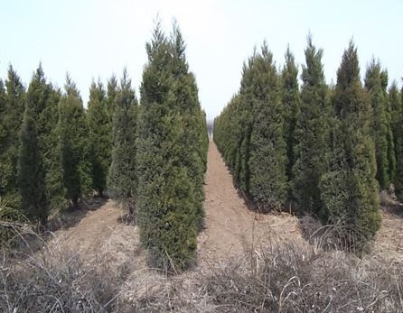 山东青州蜀桧供应基地绿化苗木薯块基地批发价格