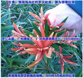 大鵬羅漢松苗，海島羅漢松苗，香港海島羅漢松原始圖片2
