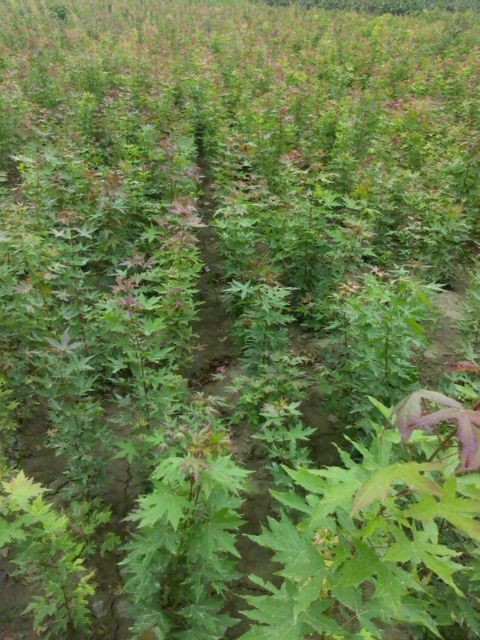 元寶楓小苗價(jià)格原始圖片3