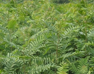 楓楊小苗價格原始圖片3
