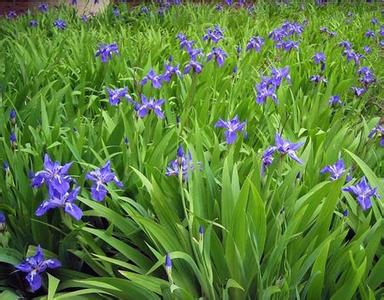 藍花鳶尾價格