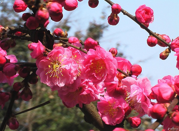 藍(lán)花鳶尾價格