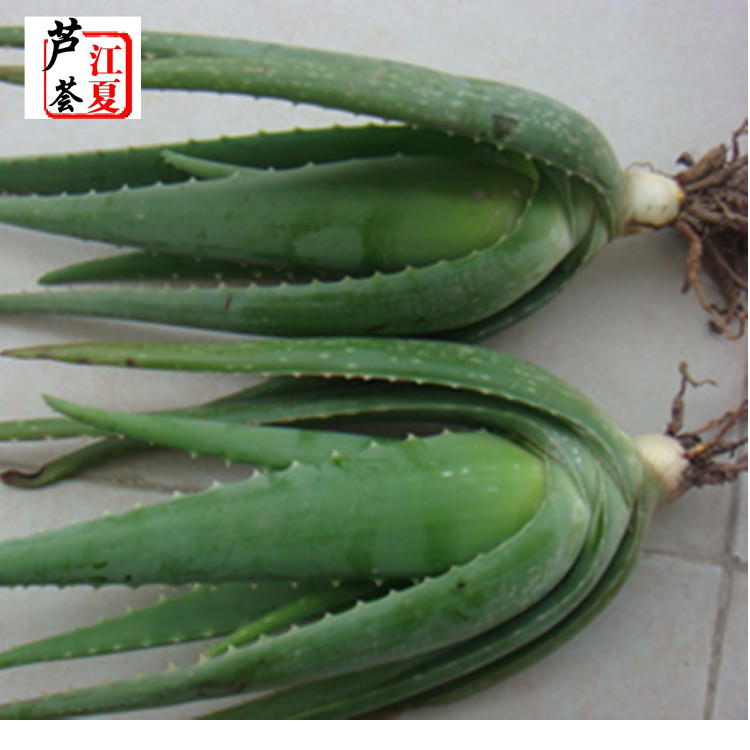 花卉盆景蘆薈盆栽批發(fā) 庫(kù)拉索蘆薈種苗原始圖片2