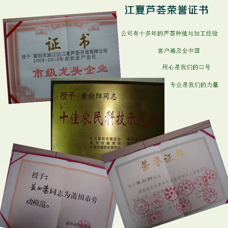 蘆薈鮮葉批發(fā) 庫(kù)拉索蘆薈大量供應(yīng)  美容院原料蘆薈葉片原始圖片3