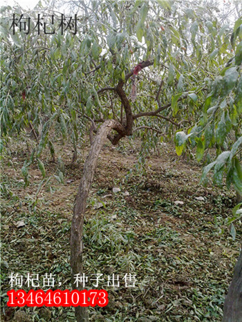 高補償占地用苗木-枸杞苗供應