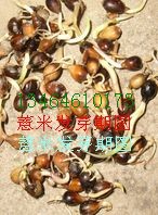  優(yōu)質(zhì)薏苡-薏仁種子出售