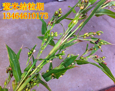 優(yōu)質(zhì)薏苡-薏仁種子出售