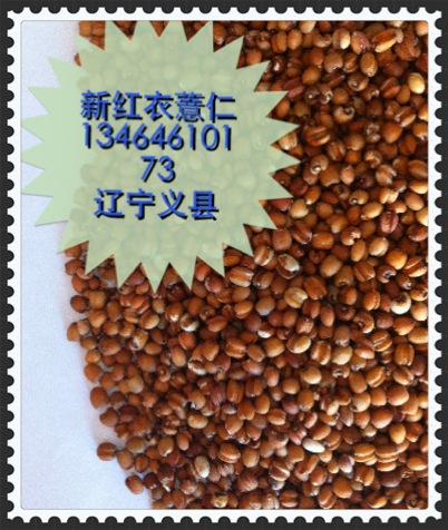 藥食雙用保健品糙薏仁，白薏仁出售