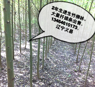 紅竹柳，竹柳5號樹苗插條大量出售