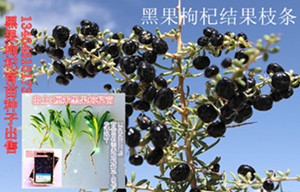山杏山桃櫻桃去皮機脫皮機脫果肉機