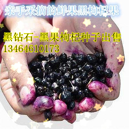 種植業黑馬項目—育苗用黑果枸杞種子出售原始圖片2