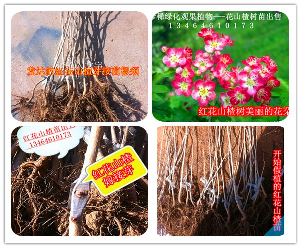 種植業黑馬項目—育苗用黑果枸杞種子出售