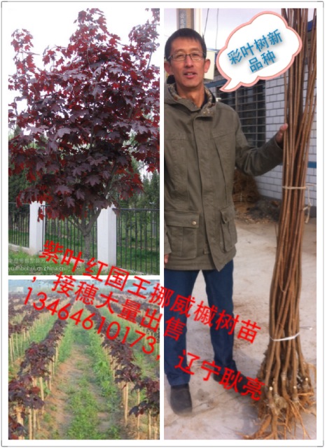 紫葉挪威槭紅國王楓-挪威楓