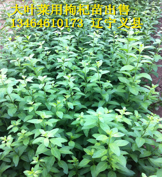 特色保健菜枸杞頭枸杞菜苗出售 