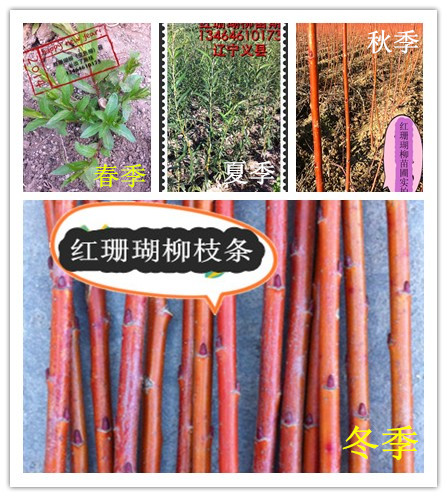 紅珊瑚柳火焰柳比利時饅頭柳紅柳變色柳種穗出售