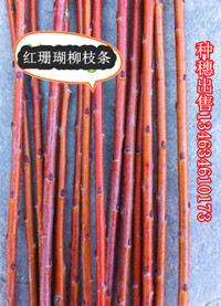 紅珊瑚柳火焰柳比利時饅頭柳紅柳變色柳種穗出售