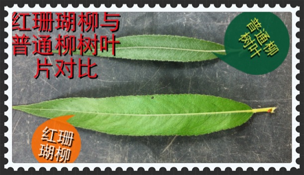 紅珊瑚柳火焰柳比利時饅頭柳紅柳變色柳種穗出售