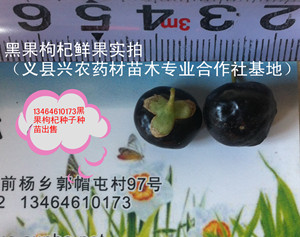 種植業(yè)黑馬項目發(fā)財樹種畝收入3萬元以上品種黑果枸杞種苗出售