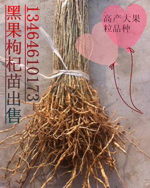 種植業(yè)黑馬項目發(fā)財樹種畝收入3萬元以上品種黑果枸杞種苗出售