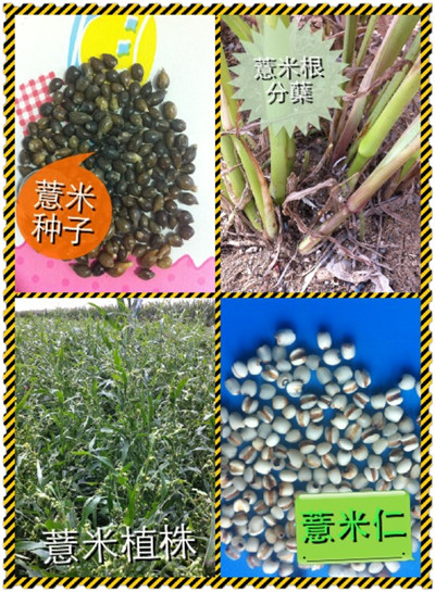 高產薏米種子5000斤出售