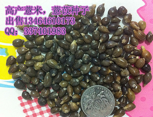 高產薏米種子5000斤出售