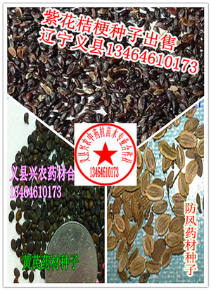 高產桔梗種子黃芪種子防風種子出售-好種易管藥材藥食雙用植物