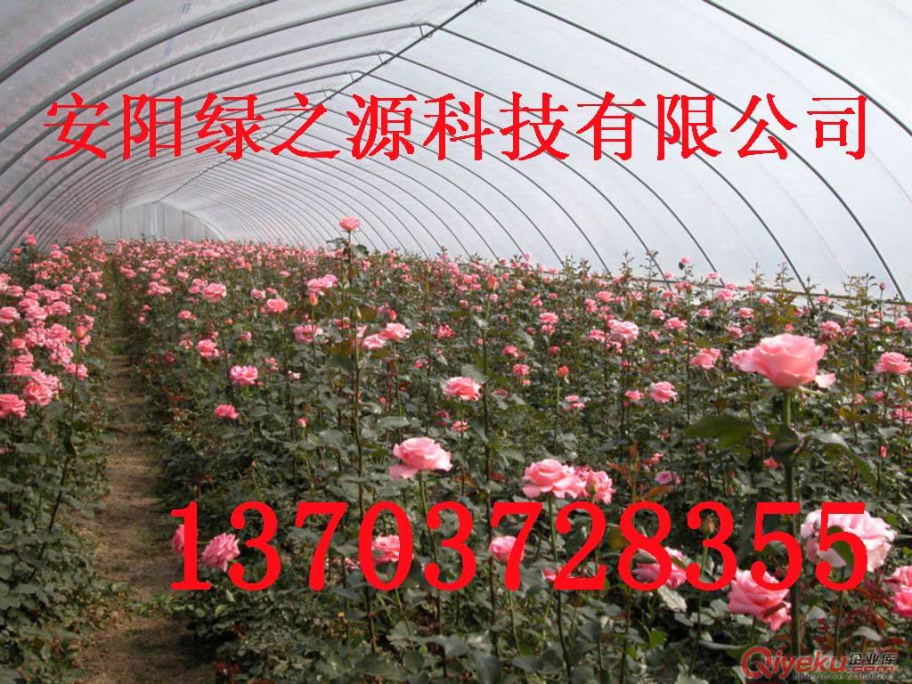 鍍塑鋼管大棚 溫室大棚價格