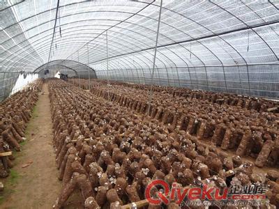 香菇大棚種植 鋼管大棚每畝8000元