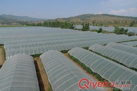 香菇大棚種植 鋼管大棚每畝8000元