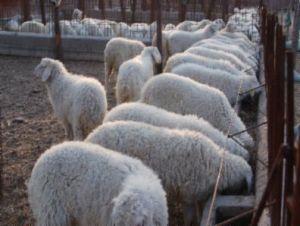 陜西漢中附近飼養什么羊