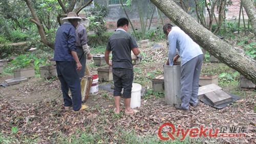 純正蜂蜜(荔枝，龍眼蜜）原始圖片3