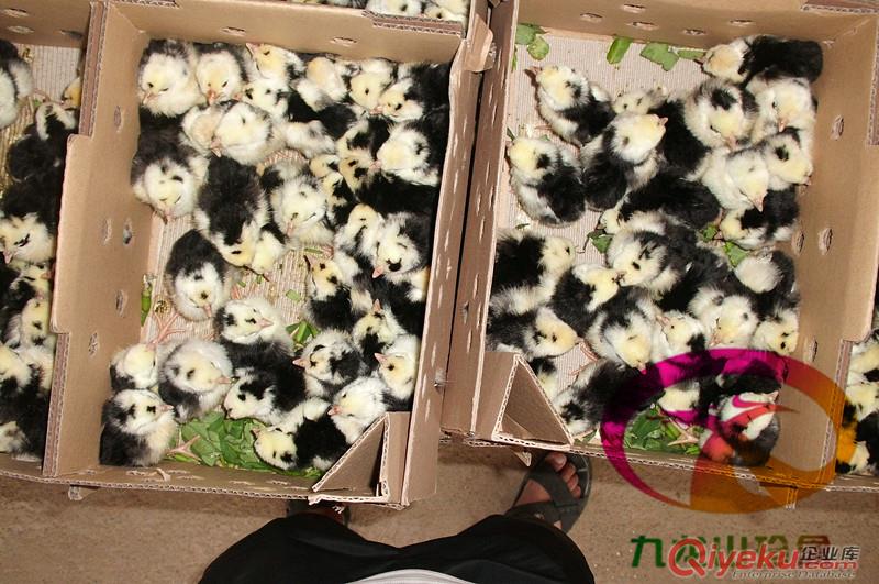 貴州貴妃雞苗-脫溫貴妃雞苗-廠家直銷(xiāo)價(jià)位低